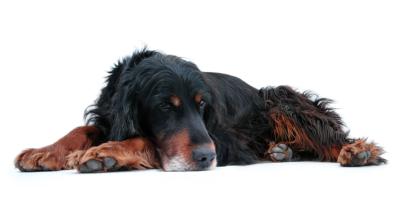 Шотландски сетер