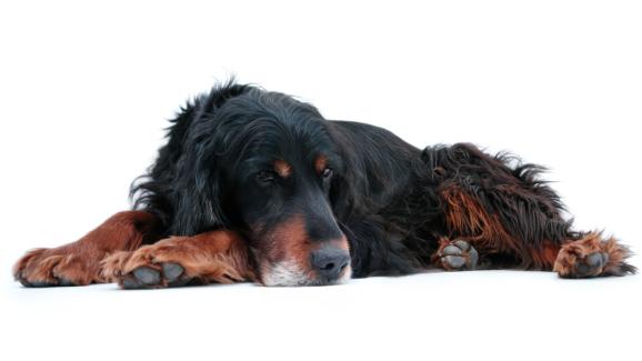 Шотландски сетер