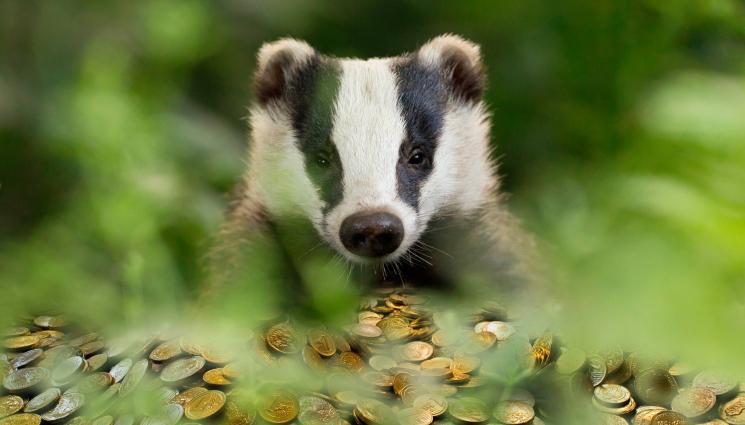 язовец - Иманяр: Гладен язовец изрови римско съкровище и го заряза пред дупката си