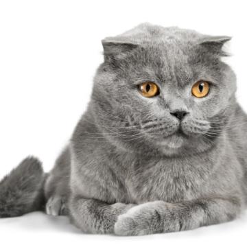 Шотландска клепоуха