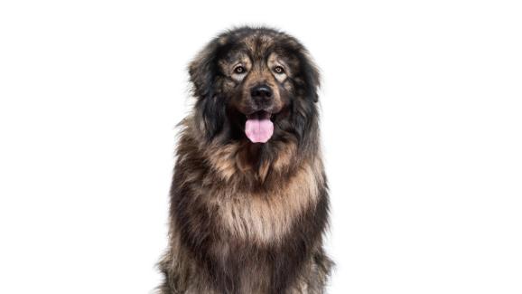 Шарпланинец