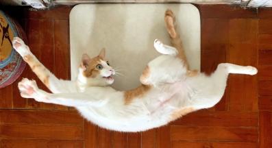 котка на стол