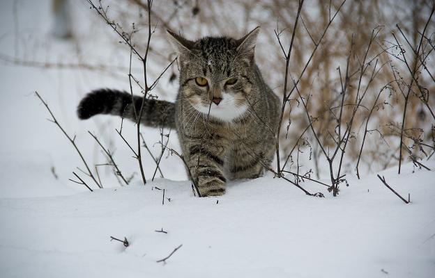 котка дебне през зимата