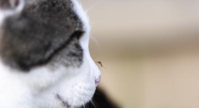 котка и буболечки