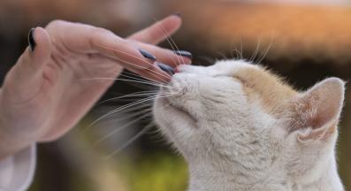 галене на котка