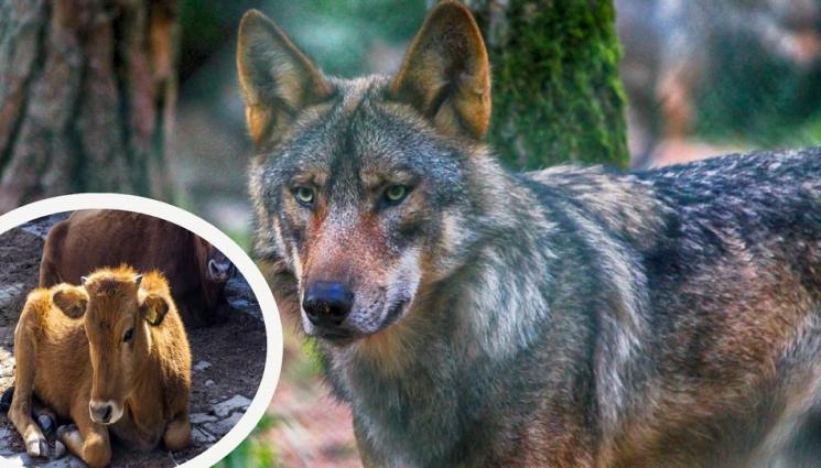 вълк - Фермери пропищяха: Вълци избиват животните ни