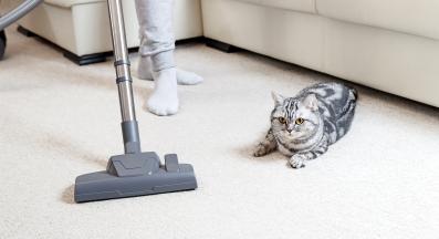 почистване след котка