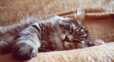 сладко коте