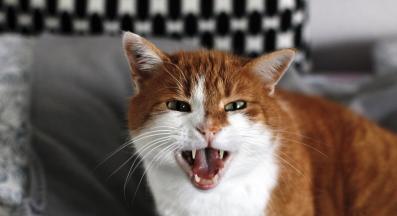 съскаща котка