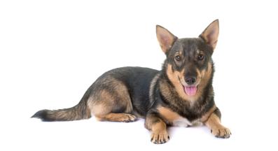 Шведски валхунд