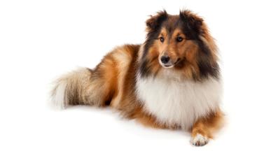 Шетландска овчарка