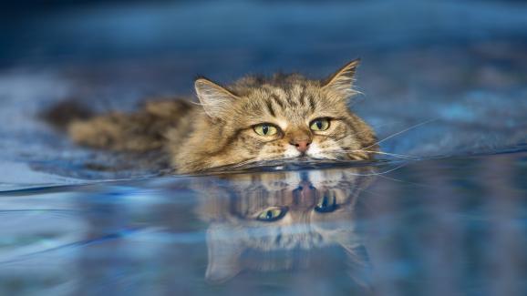 8 породи котки, които обичат водата