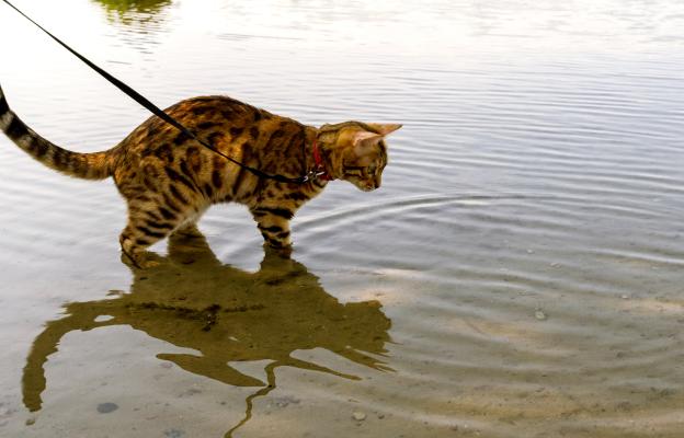 бенгалска котка и вода