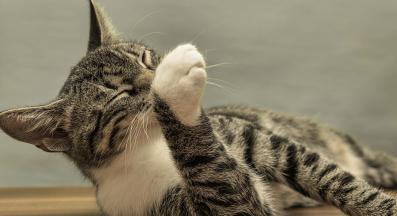 котка се мие