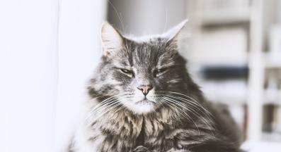 котка със затворени очи