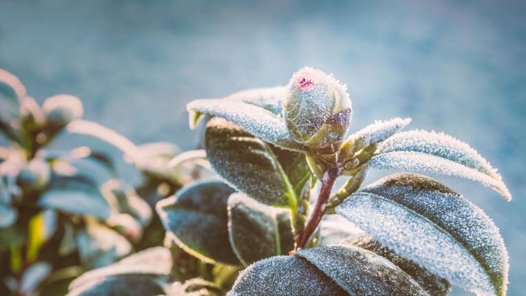  Дневен хороскоп за 18 януари, сряда 