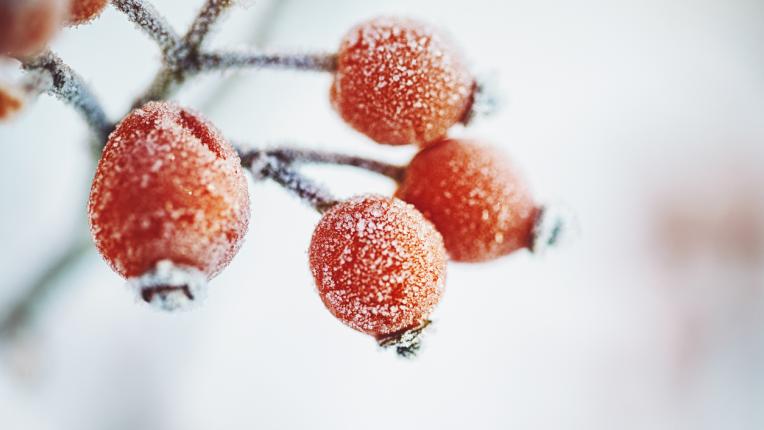  Дневен хороскоп за 18 януари, сряда 