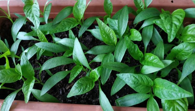 Агро - Агро Телеграф: Разсадът иска светлина, за да не полегне