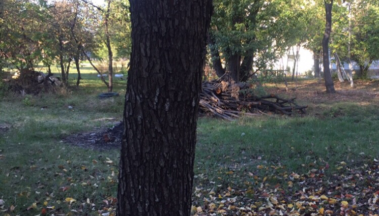 Агро - Агро Телеграф: Сода за хляб срещу лошия дъх на компоста