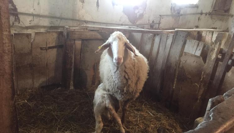 Агро - Агро Телеграф: Коластрата е незаменима храна за агнетата