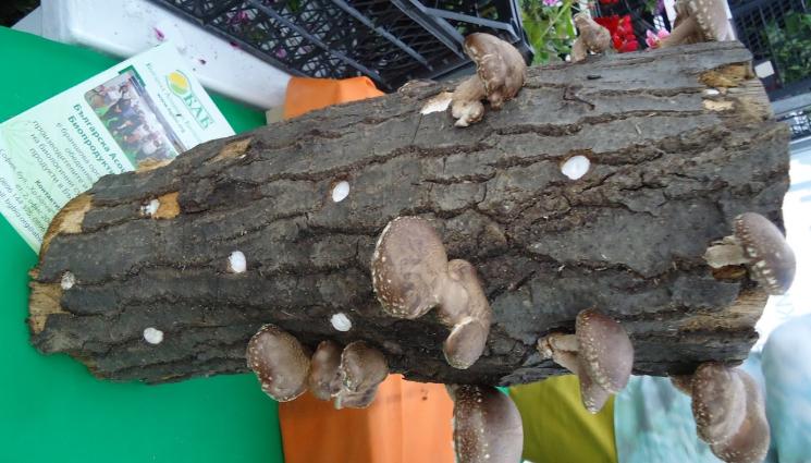 Агро - Агро Телеграф: Гъбите отделят антибиотици в почвата