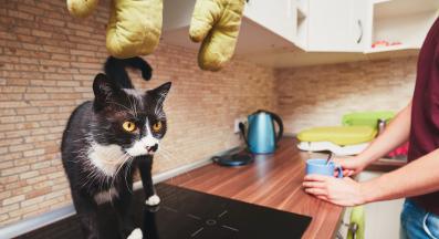 котка в кухнята