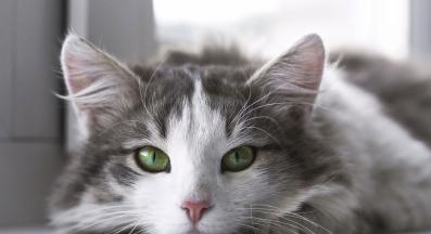 котешки очи