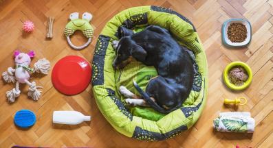 кучешки играчки