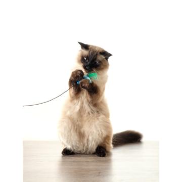 Балийска котка