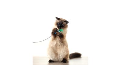 Балийска котка