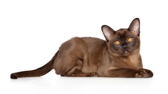 Европейска бурманска котка