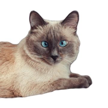 Калърпойнт късокосместа