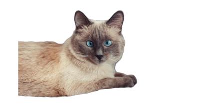 Калърпойнт