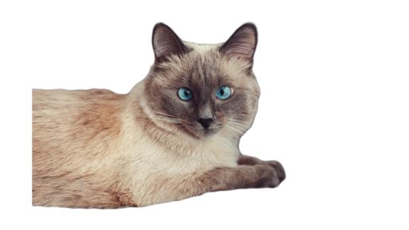 Калърпойнт