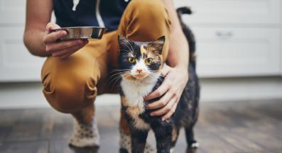 котешка храна