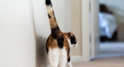 котка в гръб