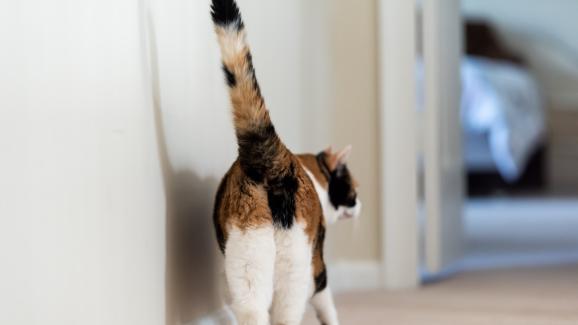 Котките изпускат ли газове