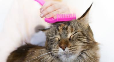 грижа за козината