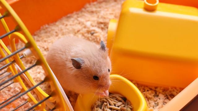 Доброволци в Хонконг осиновяват хамстери, нежелани заради страх от COVID-19