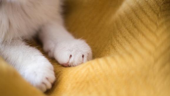 Защо котките месят с лапи