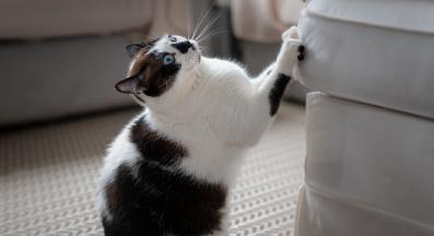 котка драска диван