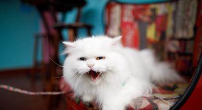 котка мяука