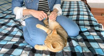 подкъсяване на котешки нокти