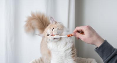 миене на котешки зъби