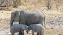 Природно чудо: Родиха се слончета близнаци 