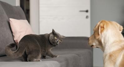 куче и котка