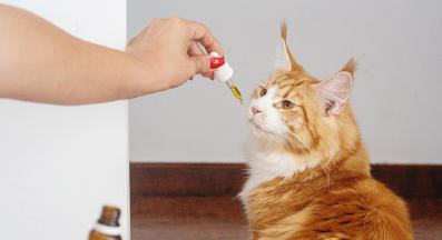 котка и лекарства