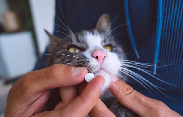 котка и лекарства