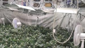 В столичния квартал Малашевци при спецоперация за противодействие на престъпления