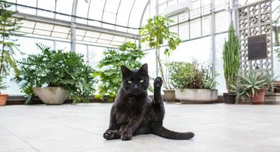 котки и растения